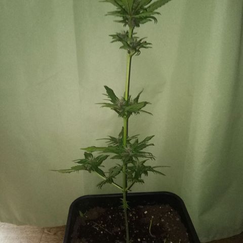 LSD-25 Automatic growlog timeline photo