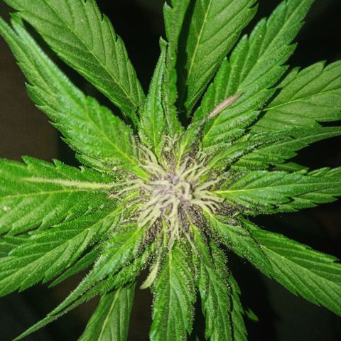 LSD-25 Automatic growlog timeline photo