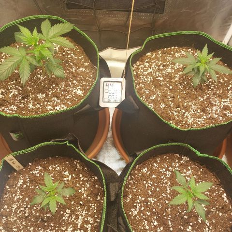 OG Kush Auto #1 growlog timeline photo