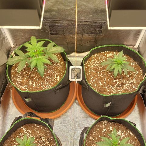 OG Kush Auto #1 growlog timeline photo