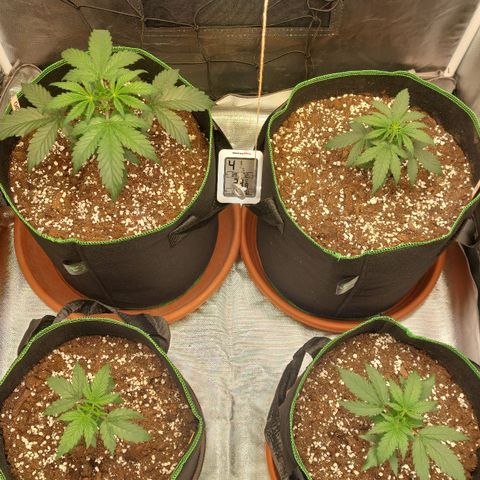 OG Kush Auto #1 growlog timeline photo
