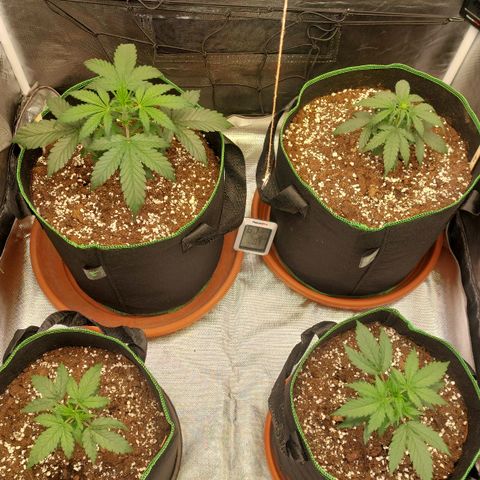 OG Kush Auto #1 growlog timeline photo