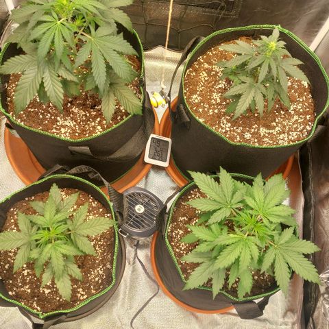 OG Kush Auto #1 growlog timeline photo
