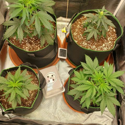 OG Kush Auto #1 growlog timeline photo