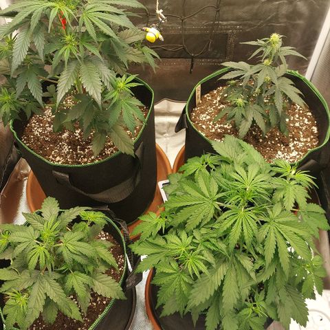 OG Kush Auto #1 growlog timeline photo