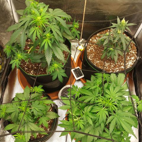 OG Kush Auto #1 growlog timeline photo