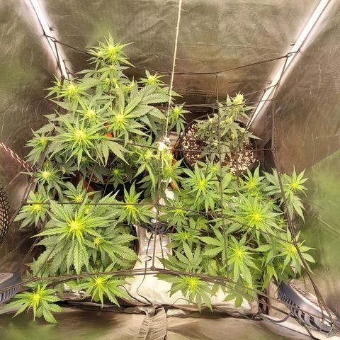 OG Kush Auto #1 growlog timeline photo