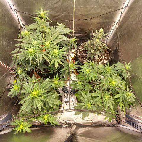OG Kush Auto #1 growlog timeline photo