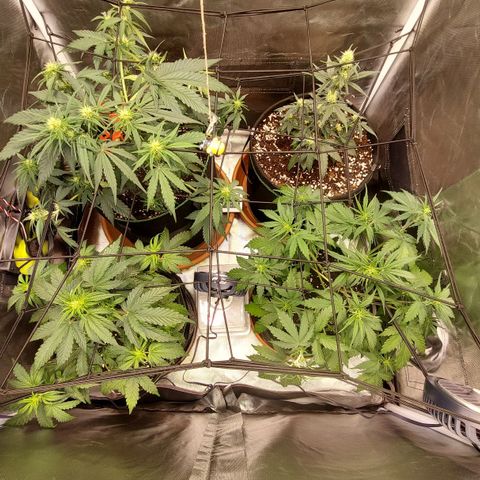 OG Kush Auto #1 growlog timeline photo