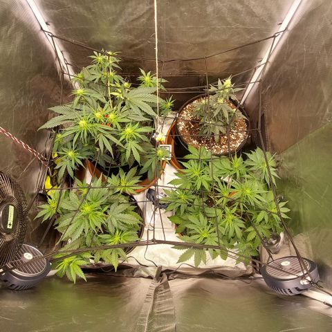 OG Kush Auto #1 growlog timeline photo