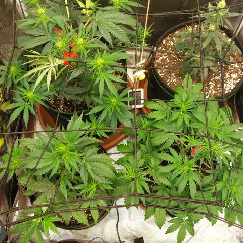 OG Kush Auto #1 growlog timeline photo