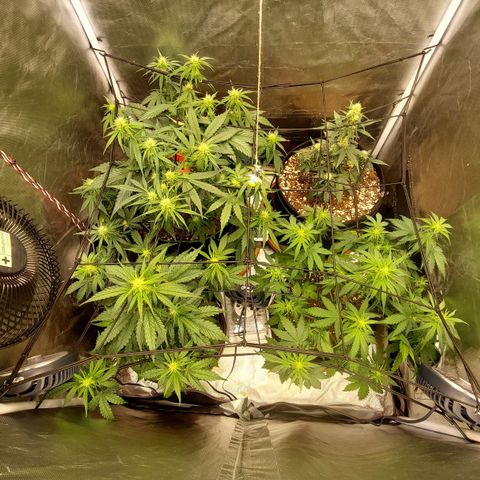 OG Kush Auto #1 growlog timeline photo