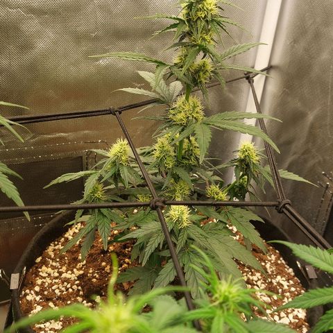 OG Kush Auto #1 growlog photo: Bonsai OG Kush - 30cm 🤏😅