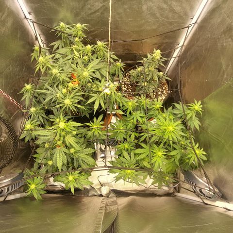 OG Kush Auto #1 growlog timeline photo