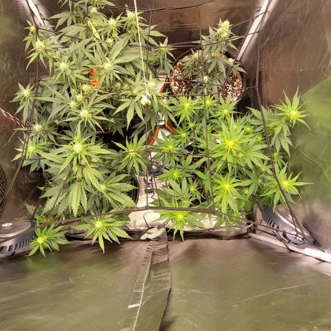 OG Kush Auto #1 growlog timeline photo
