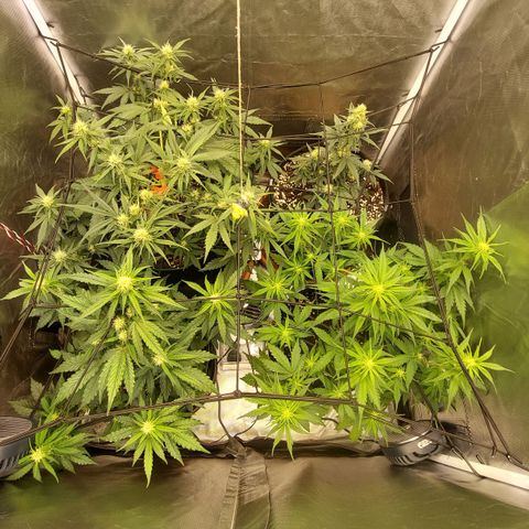 OG Kush Auto #1 growlog timeline photo