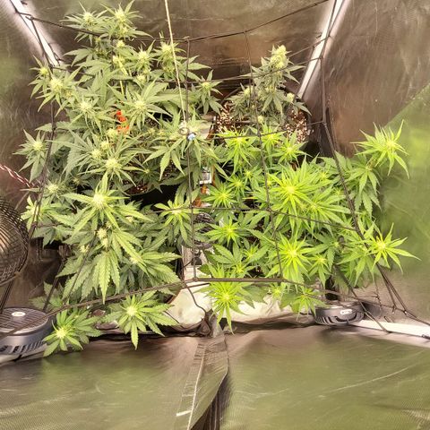 OG Kush Auto #1 growlog timeline photo