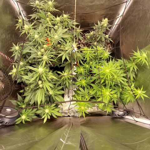 OG Kush Auto #1 growlog timeline photo