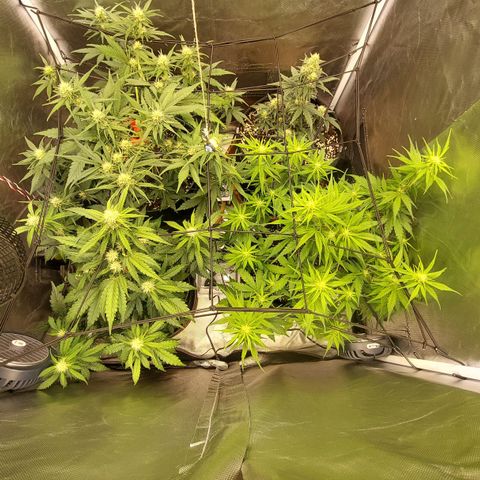 OG Kush Auto #1 growlog timeline photo