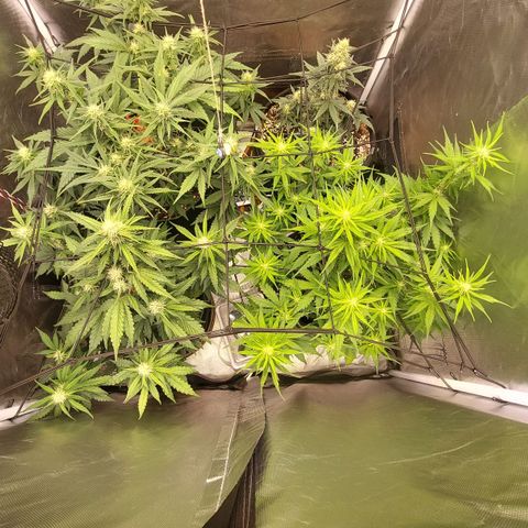OG Kush Auto #1 growlog timeline photo