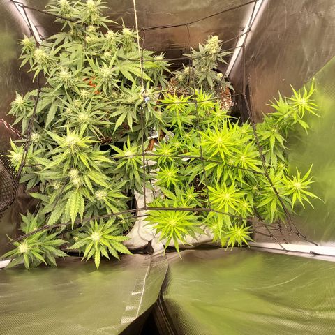 OG Kush Auto #1 growlog timeline photo