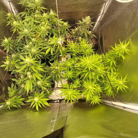 OG Kush Auto #1 growlog timeline photo