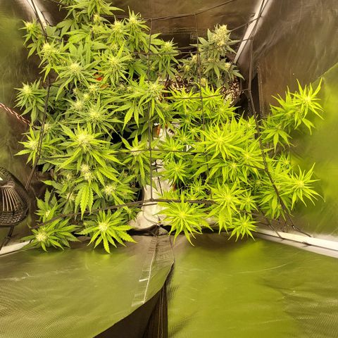 OG Kush Auto #1 growlog timeline photo