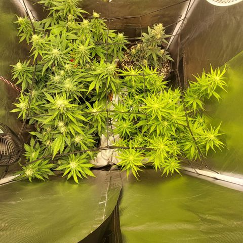 OG Kush Auto #1 growlog timeline photo