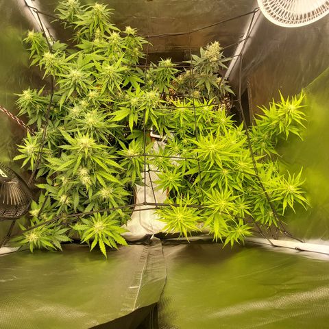 OG Kush Auto #1 growlog timeline photo