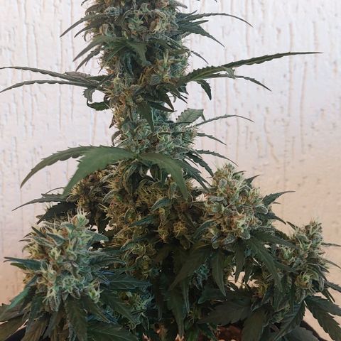OG Kush Auto #1 growlog timeline photo