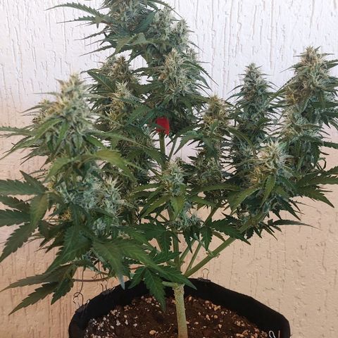 OG Kush Auto #1 growlog timeline photo