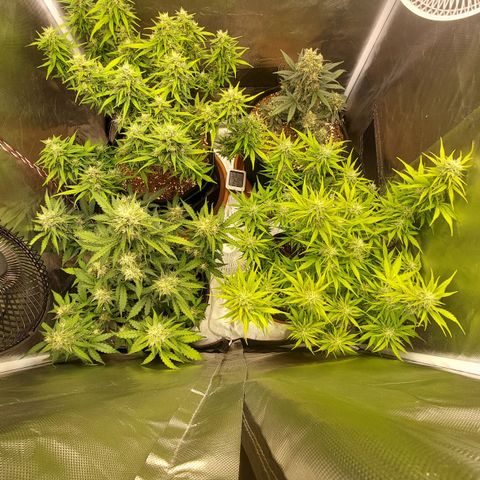 OG Kush Auto #1 growlog timeline photo