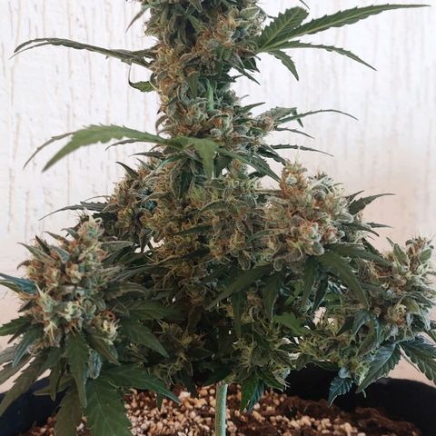 OG Kush Auto #1 growlog timeline photo