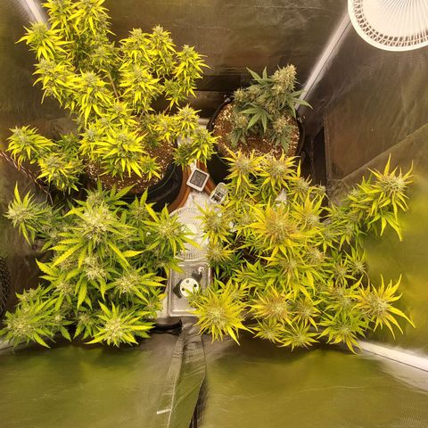 OG Kush Auto #1 growlog timeline photo