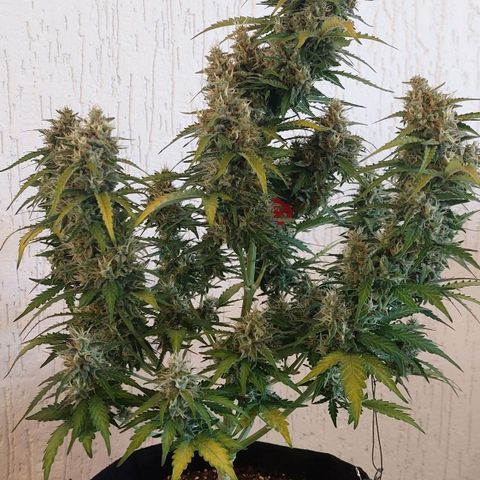 OG Kush Auto #1 growlog timeline photo