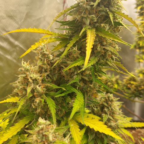 OG Kush Auto #1 growlog photo: Last ☀️. Now 48h🌑.   🔜✂️