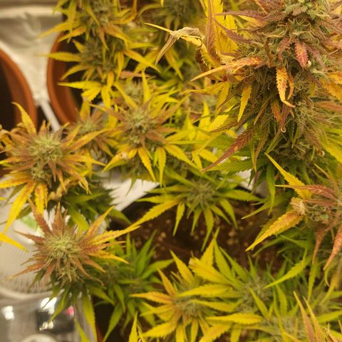 OG Kush Auto #1 growlog photo: Last ☀️. Now 48h🌑.   🔜✂️