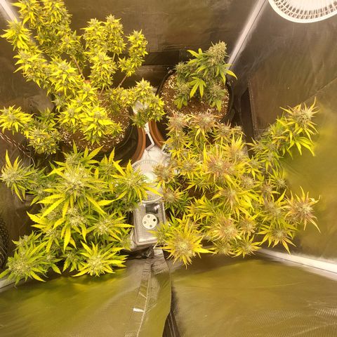 OG Kush Auto #1 growlog photo: Last ☀️. Now 48h🌑.   🔜✂️