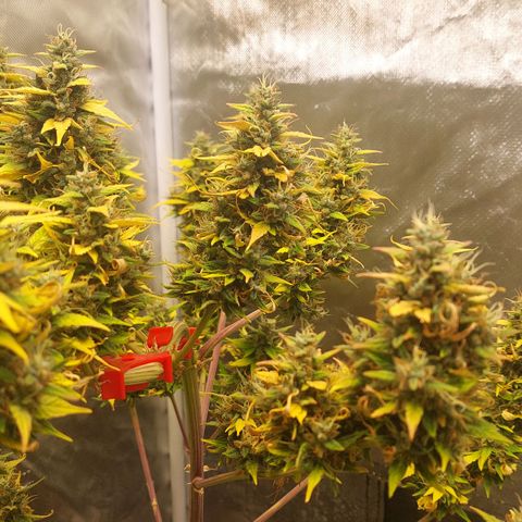 OG Kush Auto #1 growlog photo: Last ☀️. Now 48h🌑.   🔜✂️