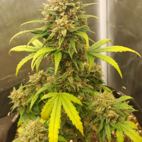 OG Kush Auto #1 growlog photo: Last ☀️. Now 48h🌑.   🔜✂️