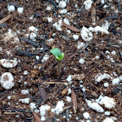 Gorilla Glue auto growlog timeline photo