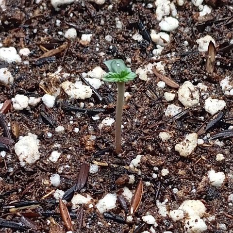Gorilla Glue auto growlog timeline photo