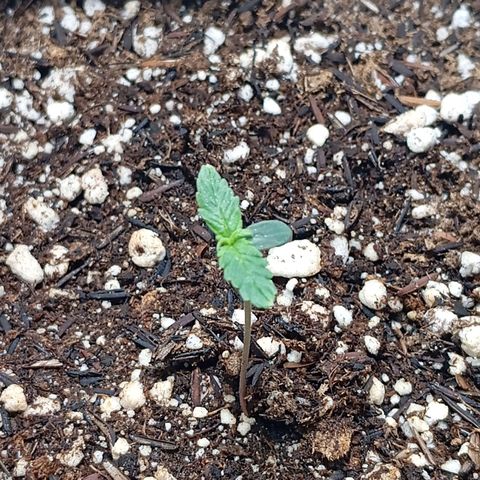 Gorilla Glue auto growlog timeline photo