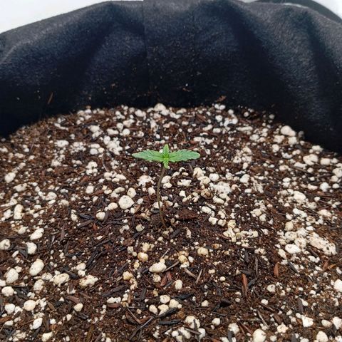 Gorilla Glue auto growlog timeline photo