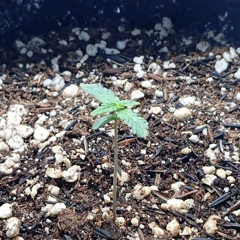 Gorilla Glue auto growlog photo: Esperando o solo secar pra jogar o resto da mistura+ agua