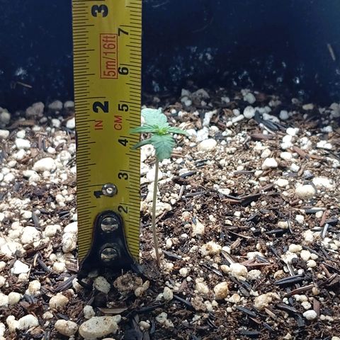 Gorilla Glue auto growlog photo: Esperando o solo secar pra jogar o resto da mistura+ agua