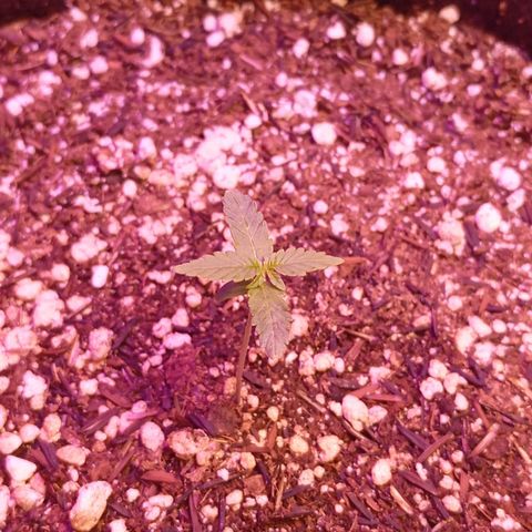 Gorilla Glue auto growlog timeline photo