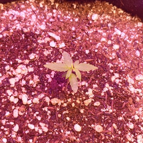 Gorilla Glue auto growlog timeline photo