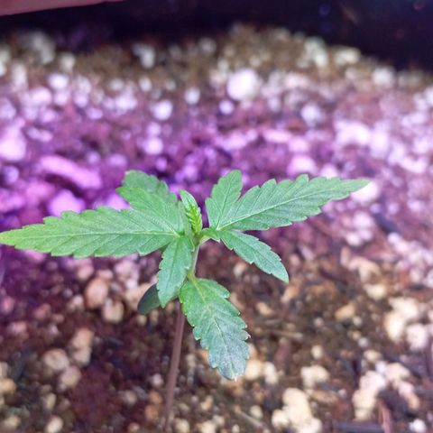 Gorilla Glue auto growlog timeline photo