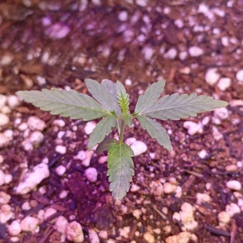 Gorilla Glue auto growlog timeline photo